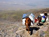 Do výškového tábora vyváží jídlo a materiál koně a muly